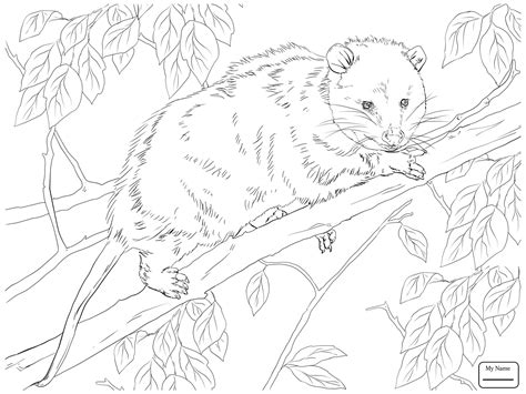 Sugar Glider Coloring Page at GetDrawings | Free download