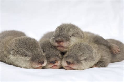 Sleeping Baby Otters Teh Cute Cute Puppies Cute Kittens And Other