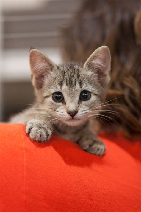 They Did It Created A Kitten Foster Mentor Program Cat Adoption