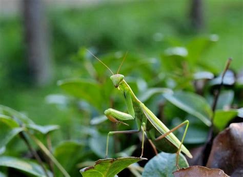 In some areas of australia we have so many grasshoppers that people can't supposedly, guineas can be raised in a garden and will eat primarily bugs, leaving your vegetables alone. Good Bugs vs. Bad Bugs: 5 Beneficial Insects For The ...