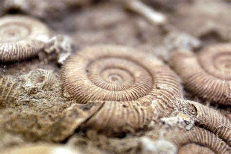 Fossil Wallpapers Top Free Fossil Backgrounds Wallpaperaccess