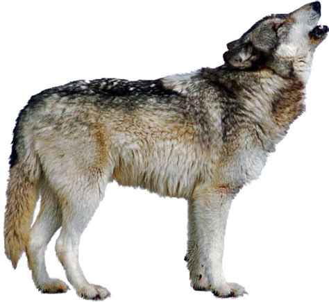 ✓ free for commercial use ✓ high quality images. Wolf Howling | Free Images at Clker.com - vector clip art ...
