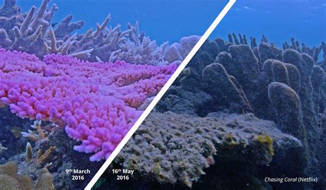 Marine Heatwaves A Bigger Threat To Coral Reefs T Aug 2019 Jcu