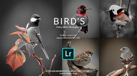 Free Lightroom Presets Dng Download Pretty Birds Photography Presets