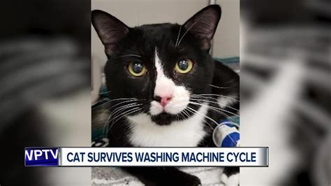 Cat Gets Stuck In Washing Machine For A Full Cycle Survives