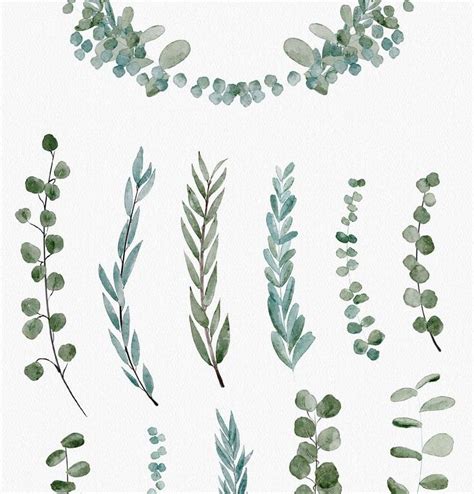 Eucalyptus Greenery Clipart Graphics By Wooly Pronto On Creative Market