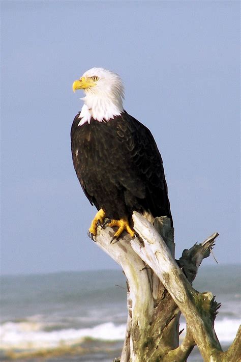 Fileeagle On Roots Crop 3 430008061 Wikimedia Commons