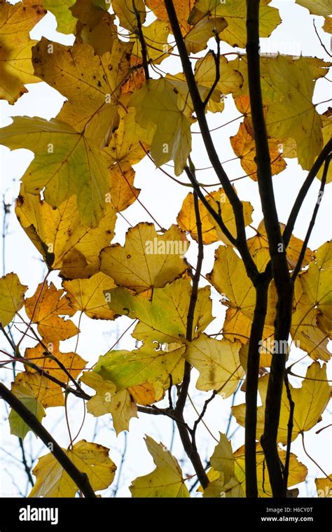Sycamore Leaves Acer Pseudoplatanus Stock Photo Alamy