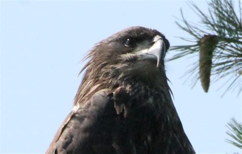 Wanna See What A Baby Bald Eagle Looks Like 3 Photos Sault Ste