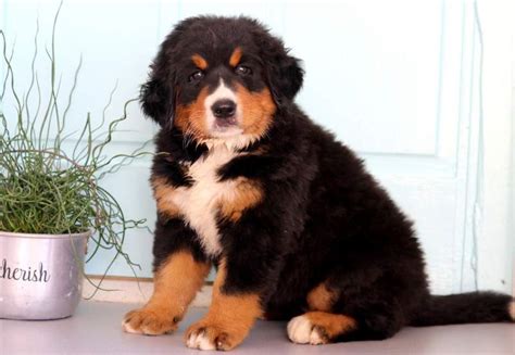 Katrina Bernese Mountain Dog Puppy For Sale Keystone Puppies