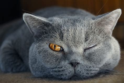 12 Reasons Why You Should Never Own British Shorthairs
