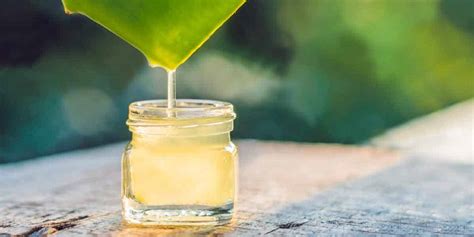 How To Make Aloe Vera Juice Recipe Benefits Guide