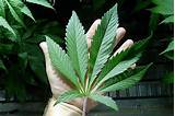 Marijuana Plant Leaves