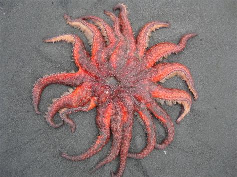 Noaa To Consider Esa Protections For Declining Sunflower Sea Star Key
