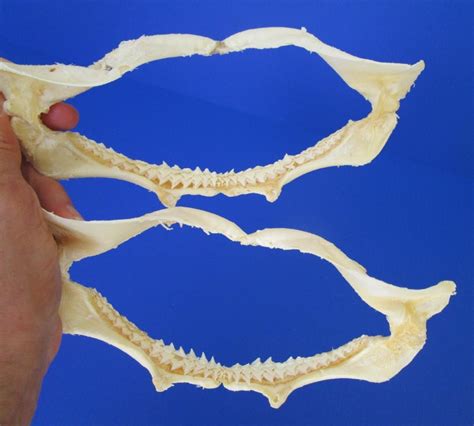 Two Real Silky Shark Jaws For Sale 7 38 And 7 34 Inches Wide With