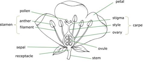Diagrams Showing Parts Of A Plant And A Flower