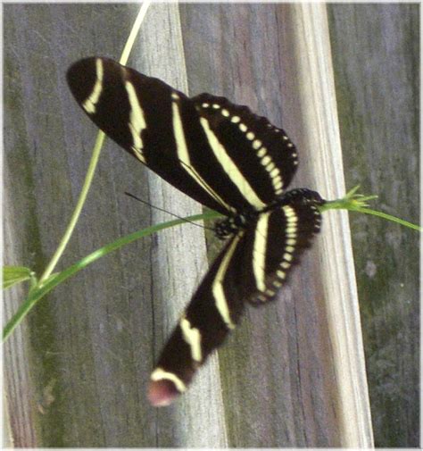 Zebra Longwing Butterfly Picture Biological Science