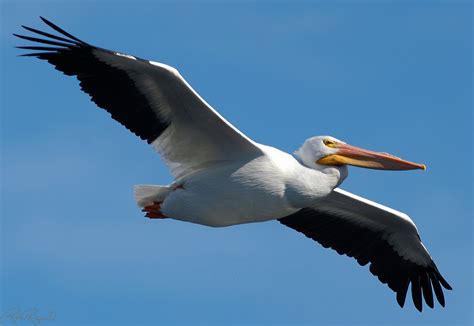 They've got interesting feet, spectacular hunting habits, and throat pouches that can trap a lot more than fish. Pelicans