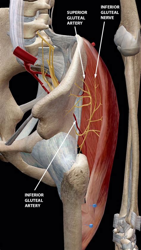 Butt Muscle Anatomy Anatomical Charts And Posters