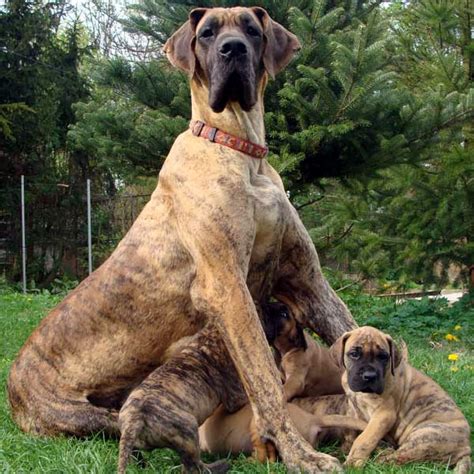 We will surely be able to fulfill your request for the perfect puppy. Great Dane Puppy Pictures: Because We Can