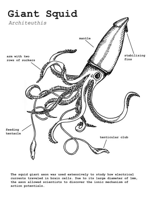 an octopus is labeled in this diagram