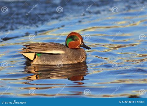 Duck Eurasian Teal Or Common Teal Anas Crecca Male Teal Swimming In