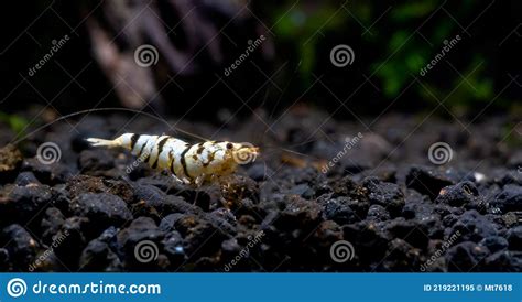 White Tiger Fancy Dwarf Shrimp Look For Food In Aquatic Soil And Stay