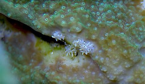 Video How Do I Get Rid Of Montipora Eating Nudibranchs Reef
