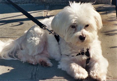 Lucky Maltese Dog Three Years Old June 2005 Lucky The Ma Flickr