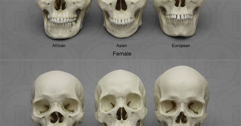Human Male And Female Skulls African Asian And European Skulls