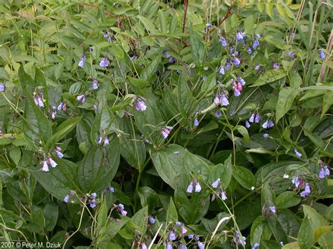 Mertensia Paniculata Northern Bluebells Minnesota Wildflowers