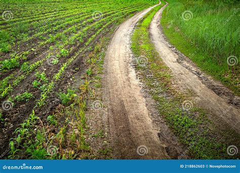 Off Road Dirty Wet Dirt Road In A Corn Field Tire Tracks Rut On A