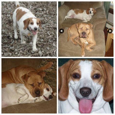 160 Best Lost And Found Beagles Bassets Hounds Images On