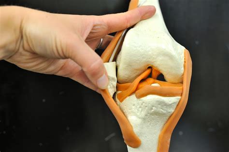 How does the knee joint work? Human Anatomy Lab: Knee Joint Model