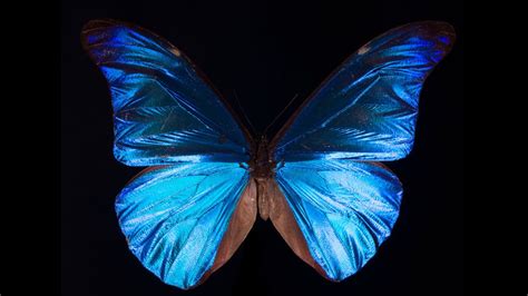 What Gives The Morpho Butterfly Its Magnificent Blue Deep Look Youtube