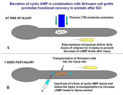 Piaton g, gould rm & lubetzki c. What are Schwann Cells? | Information | Spinal Cord Injury ...