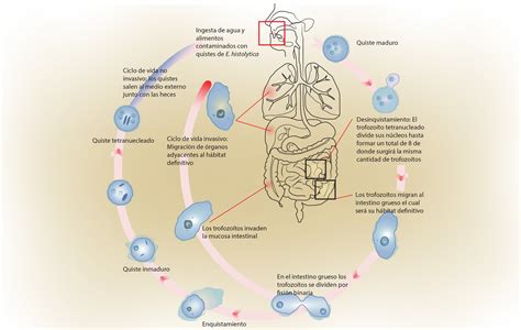 Ciclo De Vida De Entamoeba Coli