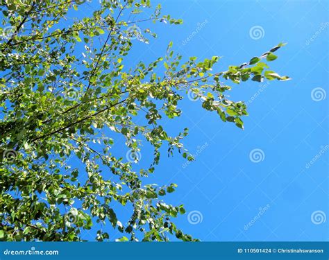 Birch Betula Tree Against Brilliant Blue Sky Stock Photo Image Of