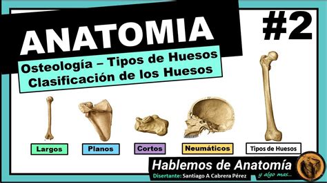🔴2 👉 AnatomÍa 🟩 Osteologia 🟪 Tipos De Huesos 🟥 Funciones De Los Huesos