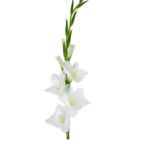 Gladiolus Flower Png Clipart Png All Png All