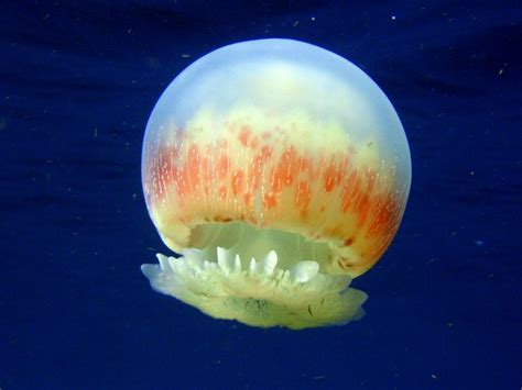 Cannonball Jellyfish The Cannonball Jellyfish Stomolophus Meleagris