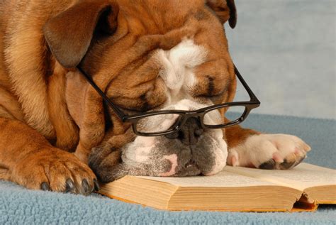 20 Cute Dogs With Glasses Amazing Creatures