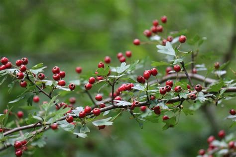 Hawthorn Popular With Wildlife And Folklore Friends Of Ballard Water