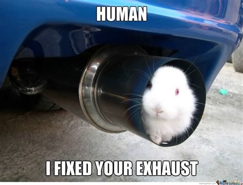 39 Most Funniest Rabbit Meme Graphics Pictures And Photos