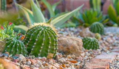 Desert Garden With Succulents Stock Photo Image Of Botany Close