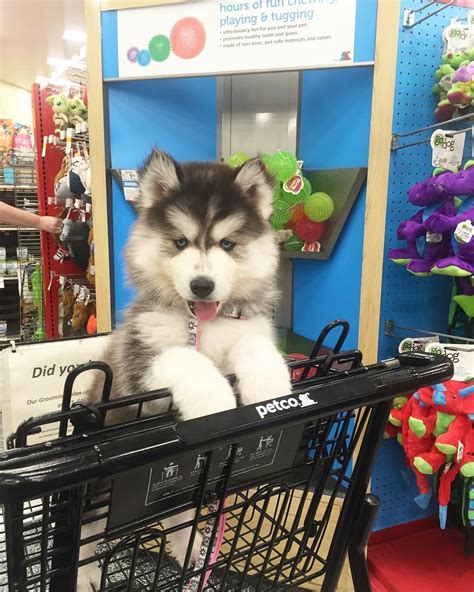 Husky,husky puppies,pets,dogs,akc husky puppies,husky puppy for sale,husky breeders. Pomsky Puppies for Sale in Grass Valley, California ...