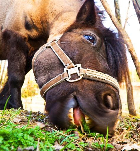Horse Eating Grass Stock Image Image Of Rural Pasture 6934771
