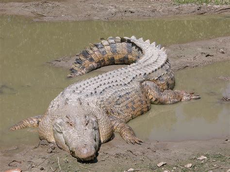 Saltwater Crocodile Crocodylus Porosus Image Free Stock Photo