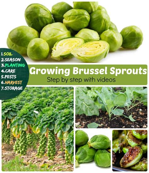 Growing Brussel Sprouts 7 Stages How To Grow Brussels