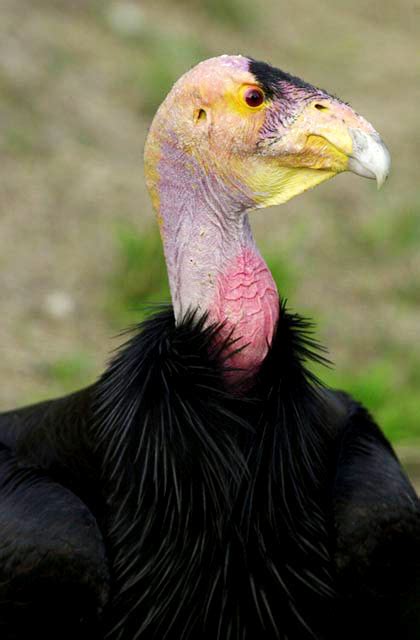 California Condor Facts New World Vultures Endangered Animals